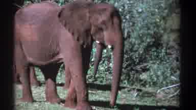 Kenya (1969): Two Elephants Standing In The Grass