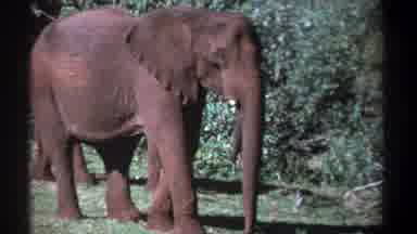 Kenya-1969: Elephant Family Grazing In Savanna With Film Grain