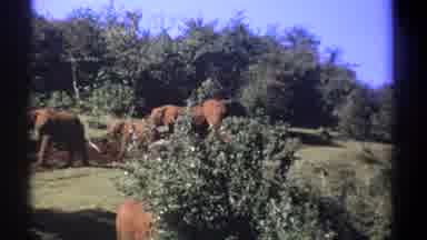 Kenya (1969): Successful Hunting Season For Duck Hunters