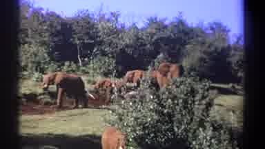 Kenya (1969): Elephant Walking In Forest