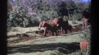 Kenya (1969): Elephants Meandering Along Grassy Trail With Young One In Tow