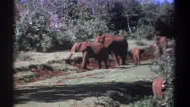 Kenya (1969): Herd Elephants Baby Protective Grazing Summer Playful Watchful