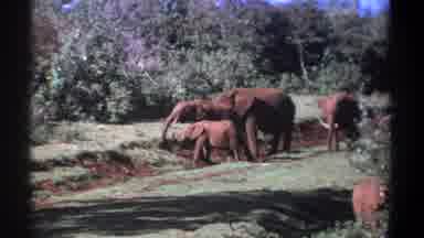 Kenya (1969): Magnificent Elephants Roaming Their Territory