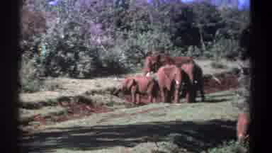 Kenya (1969): The Elephants Are Walking And Playing In The Nature Place