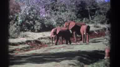 Kenya (1969): A Small Group Of Elephants Standing In A Field Next To Trees