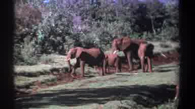 Kenya (1969): Elephant In Eating Trees Branch In A Forest Some Elephant Was