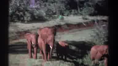 Kenya (1969): Wildlife, 5 Possible African Elephants And 4 With Tusks (Ivory)