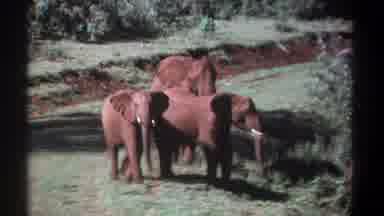 Kenya (1969): Elephants Walking In Grassy Area Being Watched From Afar For The