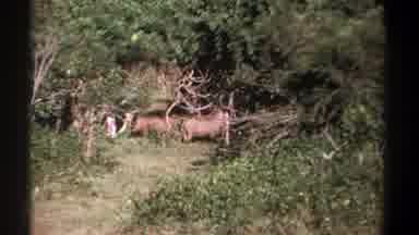 KENYA-1969: Wild Boar Pigs Foraging In Forest Clearing