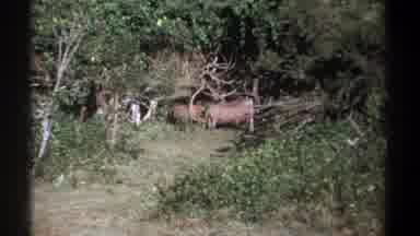 Kenya (1969): Animal Walking In The Forest