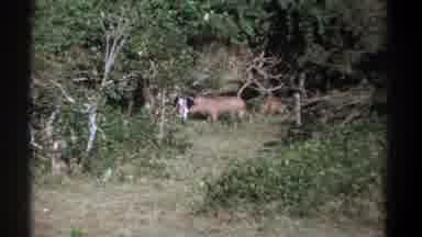 Kenya (1969): The Animal Running In The Forester Is The Dangerous Animal