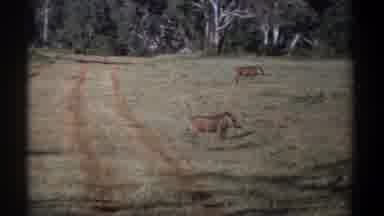 Kenya (1969): Warthog Running Across A Field With Forest And Other Warthogs In The