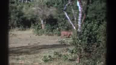 Kenya (1969): Animals Living In Nature