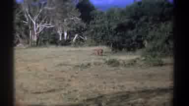 Kenya (1969): Wild Warthogs Roaming A Natural Open Habitat