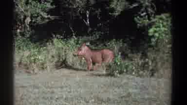 Kenya (1969): A Large Boar Like Creature In The Wild Looking Towards The Camera