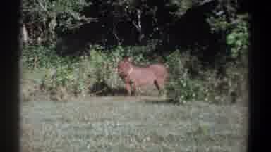 Kenya (1969): Wild Boar Spots Camera, Runs Off Into The Wild Bush