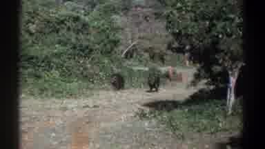 Kenya (1969): Two Feral Hogs In The Woods, A Third Walks Into Frame
