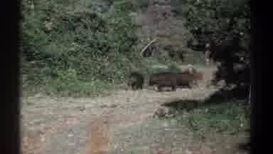 Kenya (1969): Family Of Wild Boars Walking On Path In Woods In Daylight