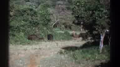 Kenya (1969): Partially Hidden Boars Wander Amongst Plants