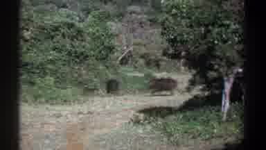 Kenya (1969): Family Of Wild Boars Walking On Path In Woods In Daylight