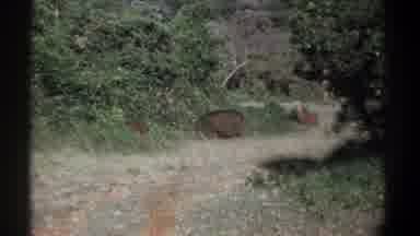 Kenya (1969): Warthogs Walking And Disappearing Into The Brush On A Sunny Day