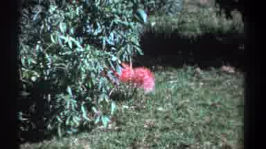 Kenya (1969): A Pink Flower Sitting In The Grass In A Lush Forest