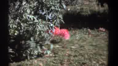 Kenya (1969): Footage Of A Pink Flower Growing In Some Brush And Grass
