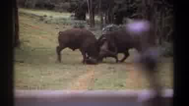 KENYA-1969: Two Water Buffalo Fighting in Grassland