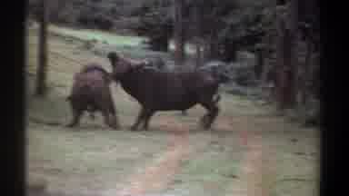 KENYA-1969: Rams Fighting Each Other Outside In Forest / Field Area