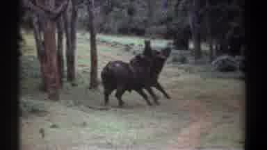 Kenya (1969): Fighting Animals With Horns Being Watched By Man With Car