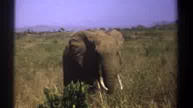 Kenya (1969): Elephant Eating Plants In A Field