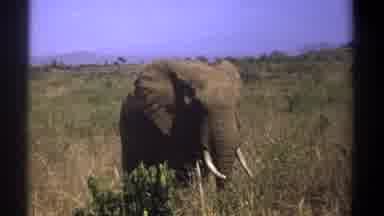 Kenya (1969): Shiny Day Elephant Having Food Showing Plants Near It Hills