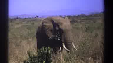 Kenya (1969): The Elephants Are Walking And Playing In The Nature Place