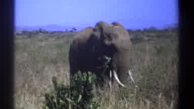 Kenya (1969): Elephant Is Eating