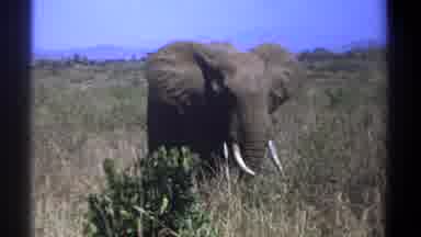 Kenya (1969): One Elephant Is Walking In The Forest And One Person Taking A Video