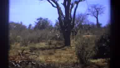 Kenya (1969): View Of Elephant Walking Past Trees On A Sunny Day