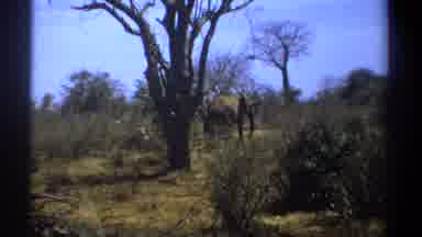 Kenya (1969): Large Elephant Casually Walking Through Shrubs And Wooded Area
