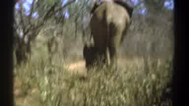 Kenya (1969): Elephant Walk In A Forest