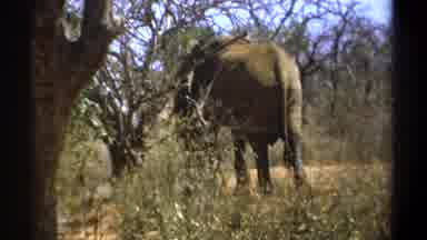 Kenya (1969): Walking Elephant In The Jungle