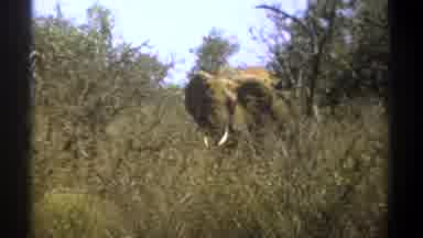 Kenya (1969): The Elephant Walking In The Forest