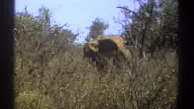 Kenya (1969): Mountainous Area Terrain Where An Elephant Is Shown Walking Through