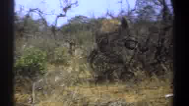Kenya (1969): An Elephant Hidden Behind Some Trees And Then A Herd Of Cattle
