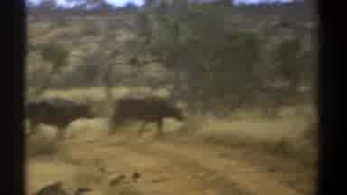 Kenya (1969): Animals Running Through The Wild Into Some Bushes All Together