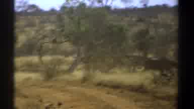 Kenya (1969): A Group Of Buffaloes Were Going To Eat The Food In The Forest
