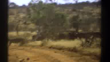 Kenya (1969): A Herd Of Cows Jogging Through A Grassy Field Of Trees