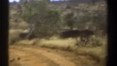 Kenya (1969): Large Mammals Roaming Across Land With Bushes And Small Trees
