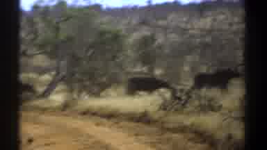 Kenya (1969): A Herd Of Black Cattle Running Through A Field Together