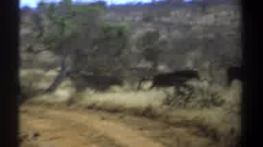 Kenya (1969): A Flock Of Large Birds Sitting Under A Tree, A Herd Of Animals Runs