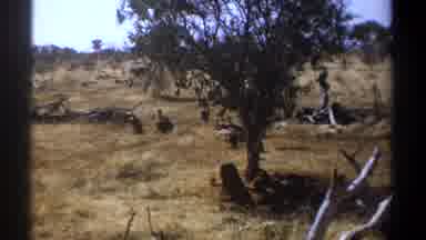 Kenya (1969): Wildlife At Its Finest With Hopping Turkeys And Bullying Birds