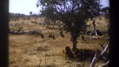 Kenya (1969): One Person Going To The Forest And Taking A Beautiful Video